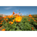 RF 14mm F1.4L VCM – Obiectiv video ultra wide profesional pentru filmare cinematică și cadre dinamice
