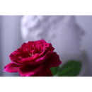 RF 16-28mm F2.8 IS STM – Obiectiv video wide zoom pentru filmare dinamică și cadre largi stabilizate